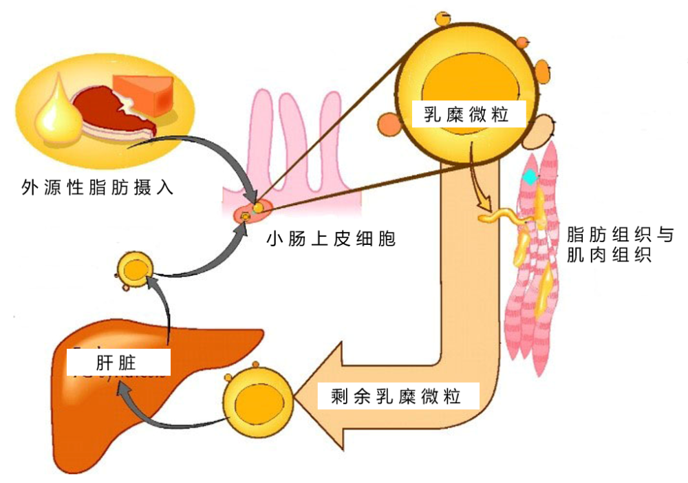 在一顿高脂肪大餐后30分钟到1小时,血液中的乳糜微粒浓度会达到峰值