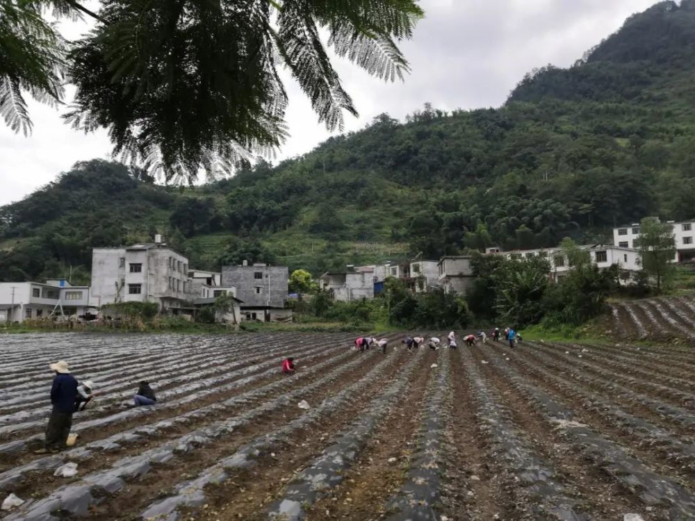 威信县三桃乡:新街村发展蔬菜产业,助力农户增收