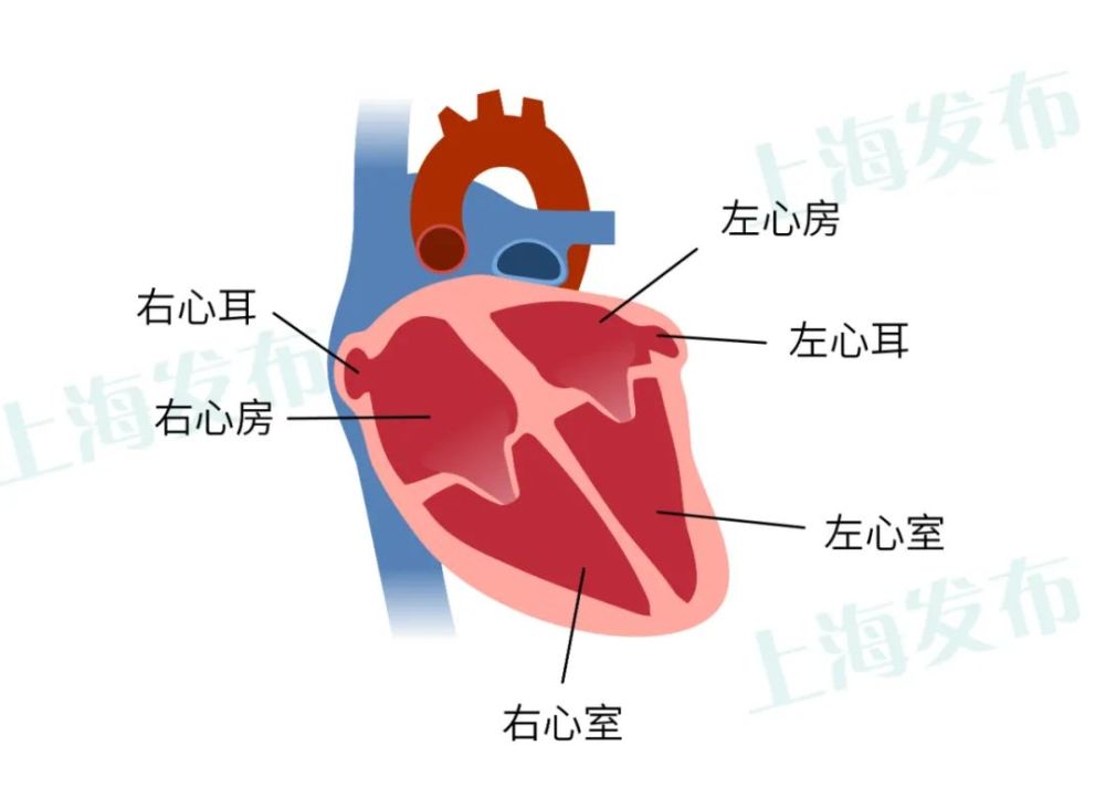 【名医】心脏的"发电机"在哪?这套生物电力系统时刻保护你