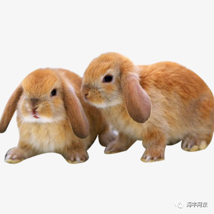 兔子请老虎打一成语是什么_老虎和兔子图片(2)