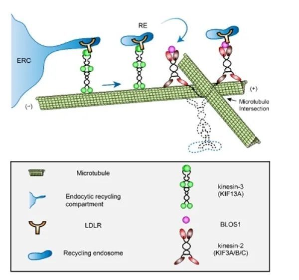 blos1如何在微管交叉处协调kinesin-3和kinesin-2的模型 来源:中国