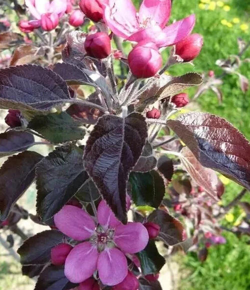 桃苹花的花语,不同数量的桃苹花的含义都不一样哦