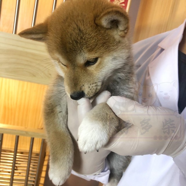 分辨柴犬是否纯种的几大方法(极易上手篇