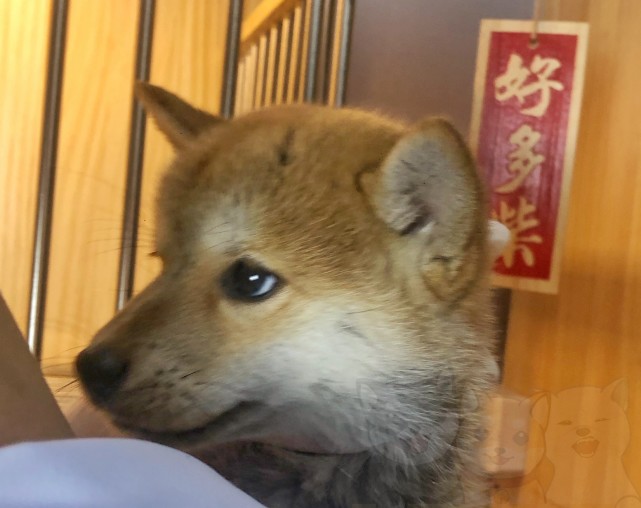分辨柴犬是否纯种的几大方法(极易上手篇