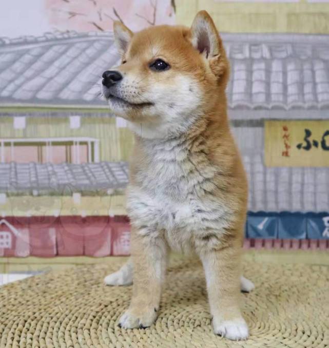 分辨柴犬是否纯种的几大方法(极易上手篇