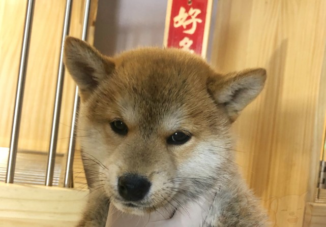 分辨柴犬是否纯种的几大方法(极易上手篇