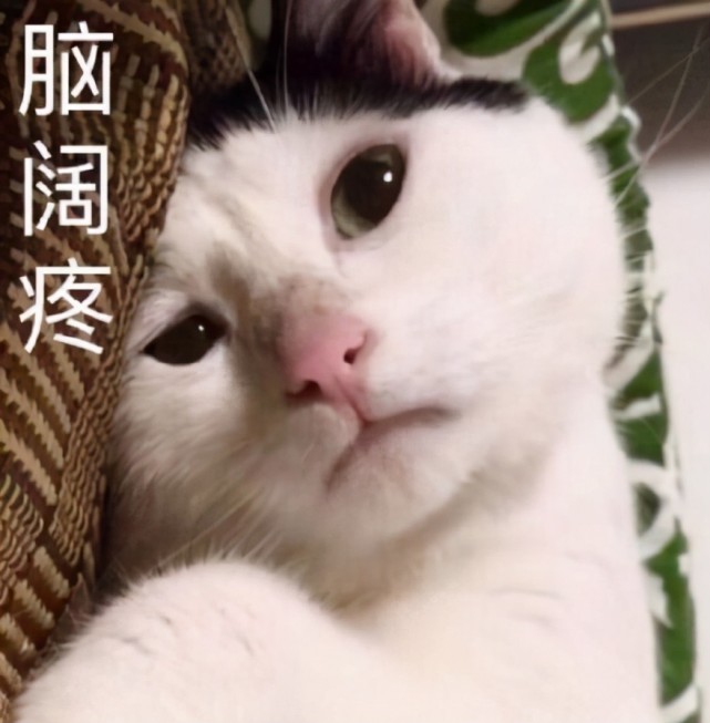 表情包:猫咪表情委屈巴巴