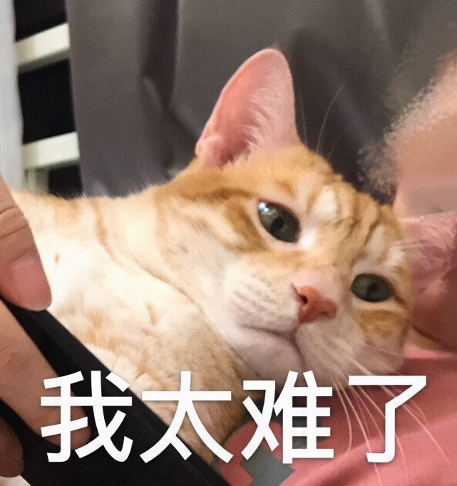 表情包:猫咪表情委屈巴巴