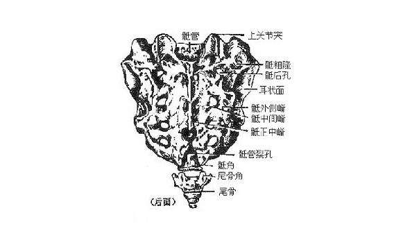 骶管囊肿和马尾神经损伤之间有什么关系吗为什么症状很像