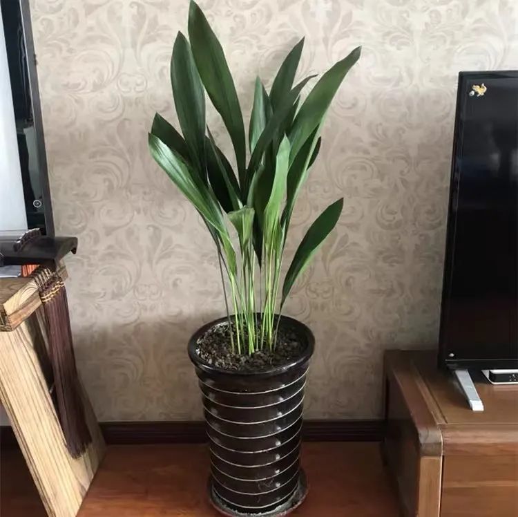 这花又叫"蜘蛛抱蛋",耐阴又好养,家里养几盆,清新又养眼,典雅又大方!