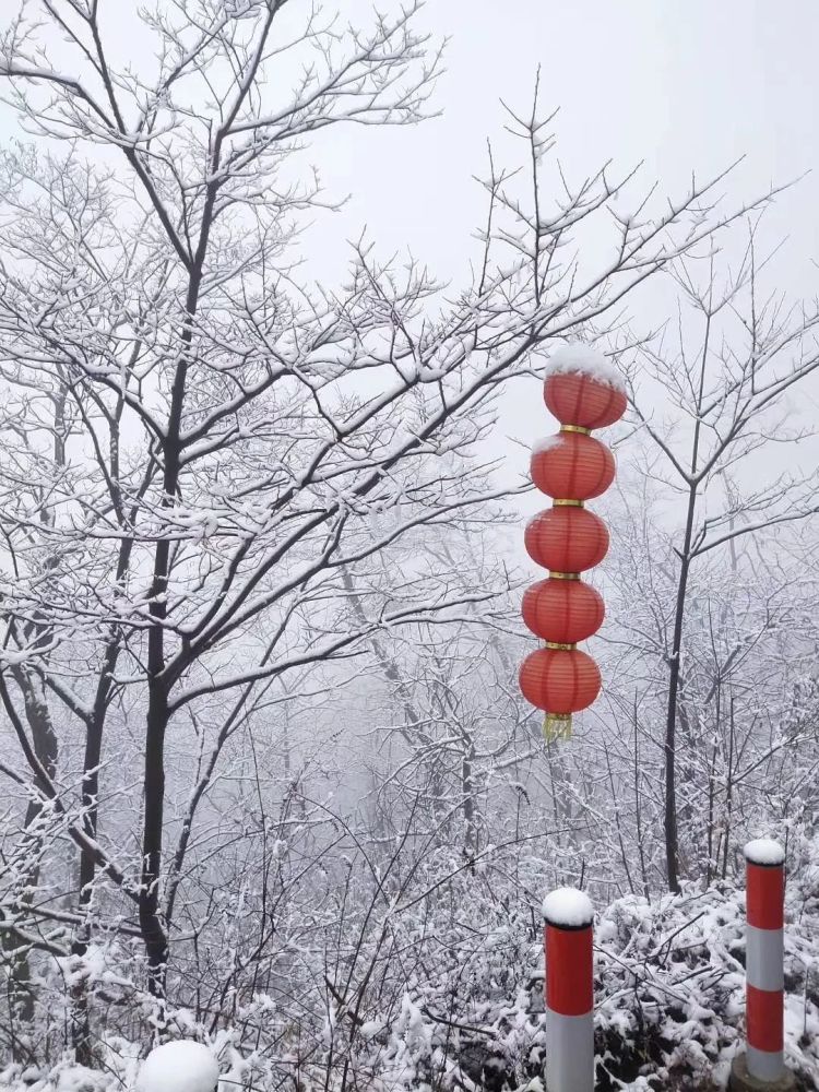 雪中的红灯笼,为第一场雪的浪漫,增添了几分温暖.