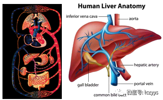 肺循环—— 加氧——人体血液循环【极其重要小结】脾静脉肠系膜下