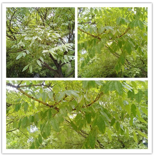 植物小百科——金枝国槐