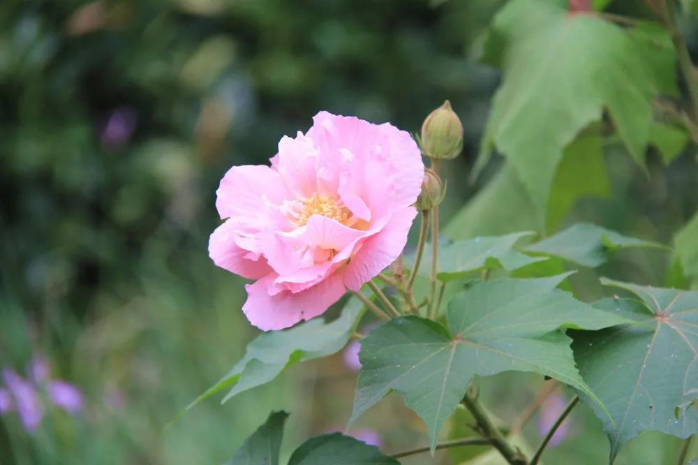 原来,有的芙蓉花在一天里有三种颜色啊,真像一位"捉摸不透"的姑娘.