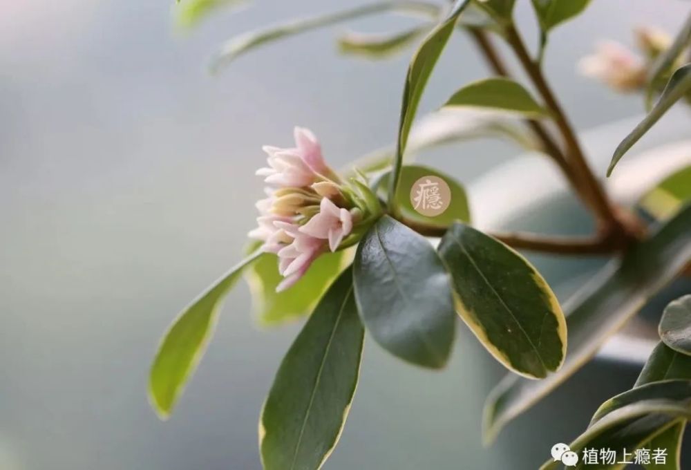 瑞香阳台闻香从此醉