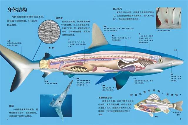 为什么人类只吃鱼翅,把割了鱼翅的鲨鱼"放生,不吃鲨鱼肉?_腾讯新闻