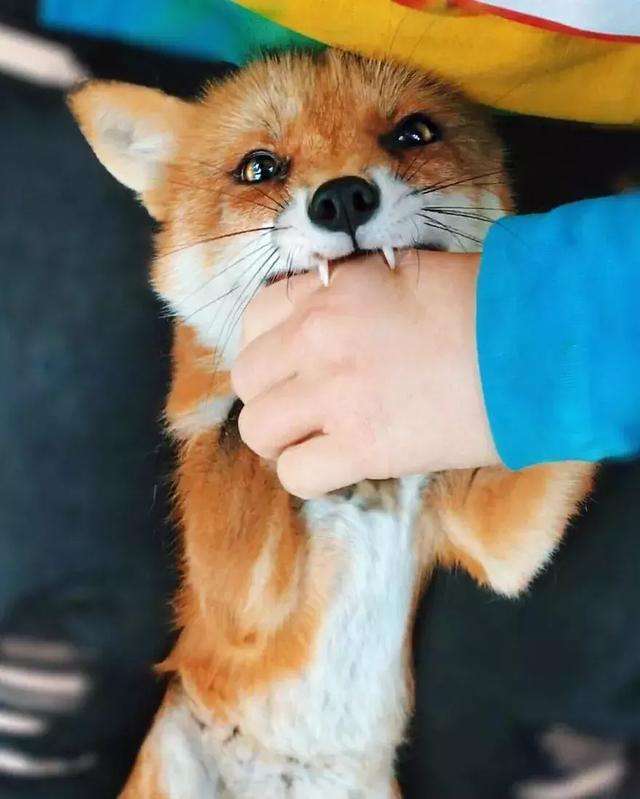 狐狸可以当宠物养吗养狐狸合法吗