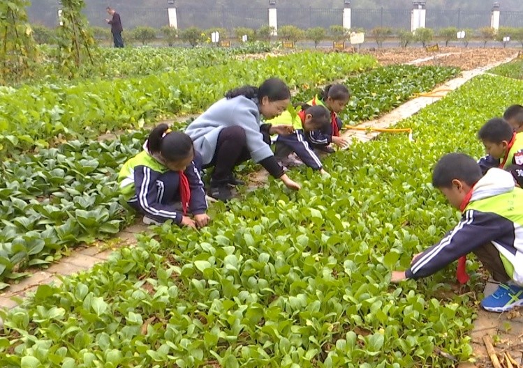 绩溪:小学生变身"菜农" 体验种菜辛劳