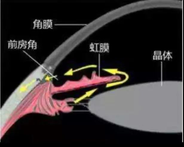 房水的生成与房水循环