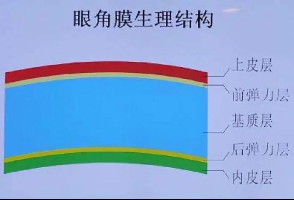 角膜结构