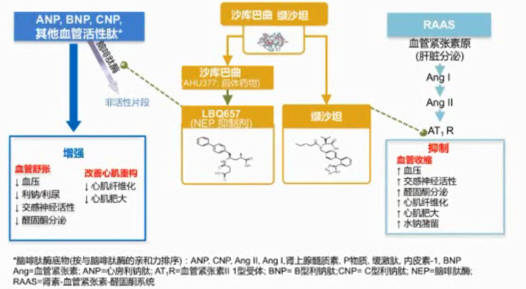 规范hfref的药物治疗—raas抑制剂与mra