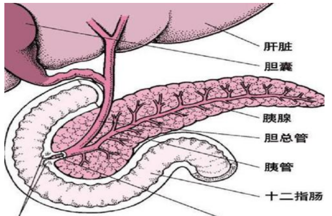 18厘米长的鱼形腺体,属于人体腹膜后位器官,位置深藏在身体上腹部后