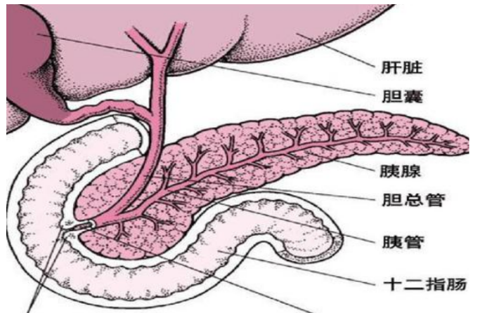 胰腺是一个14~18厘米长的鱼形腺体,属于人体腹膜后位器官,位置深藏在