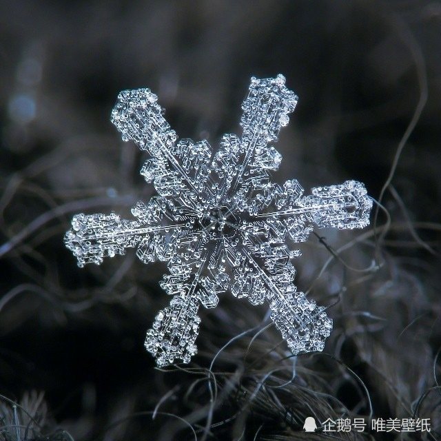 微距镜头下的雪花,这大概就是冬天里最美的花吧