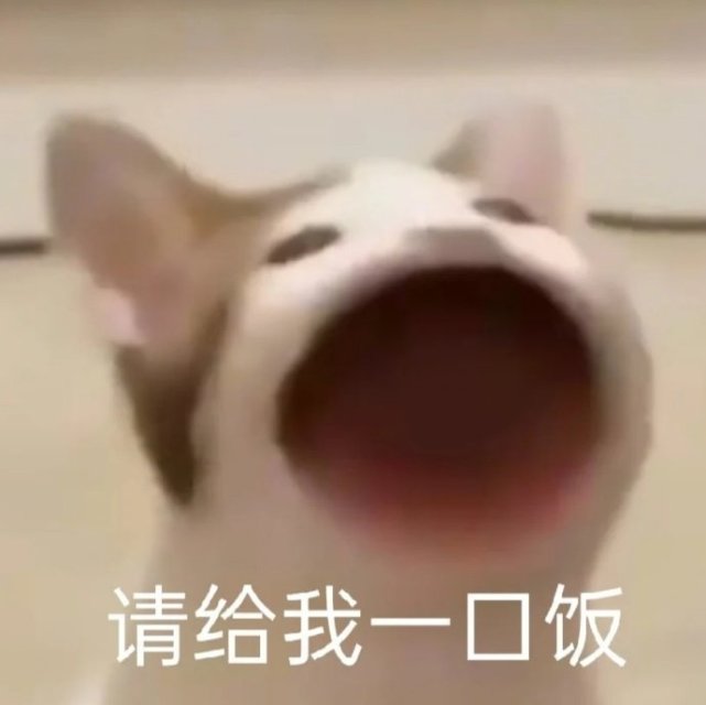 沙雕表情包l耗子喂汁