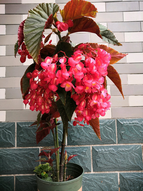 竹节海棠