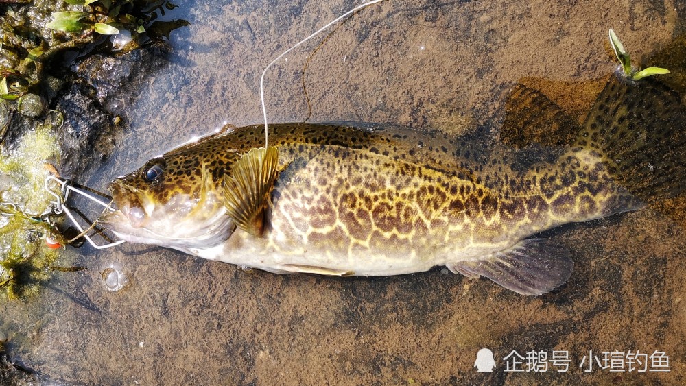 搞懂鳜鱼习性,用饵及3种钓法,钓鳜鱼不再难