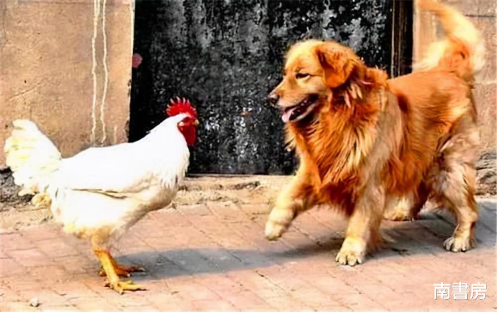 什么狗鸡成语_鸡狗三个鸡蛋什么成语