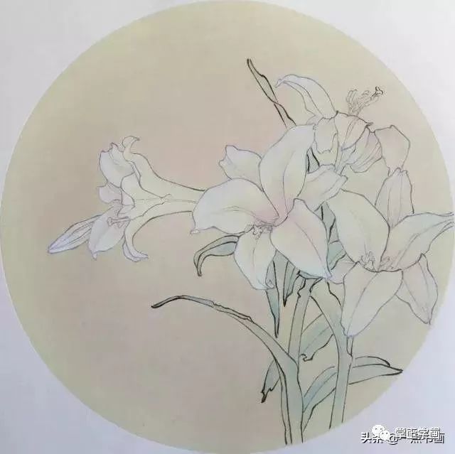 书画联盟丨工笔百合花的基础画法详解