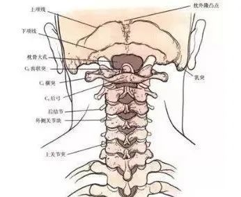 寰椎即第一颈椎,因为像个"环"一样,所以叫huan椎,直接与枕骨相连,没有