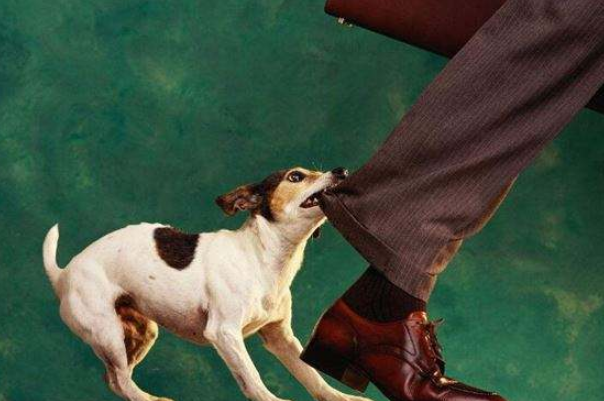 周公解梦，梦见先被狗咬后成办狗的朋友，寓意何在？