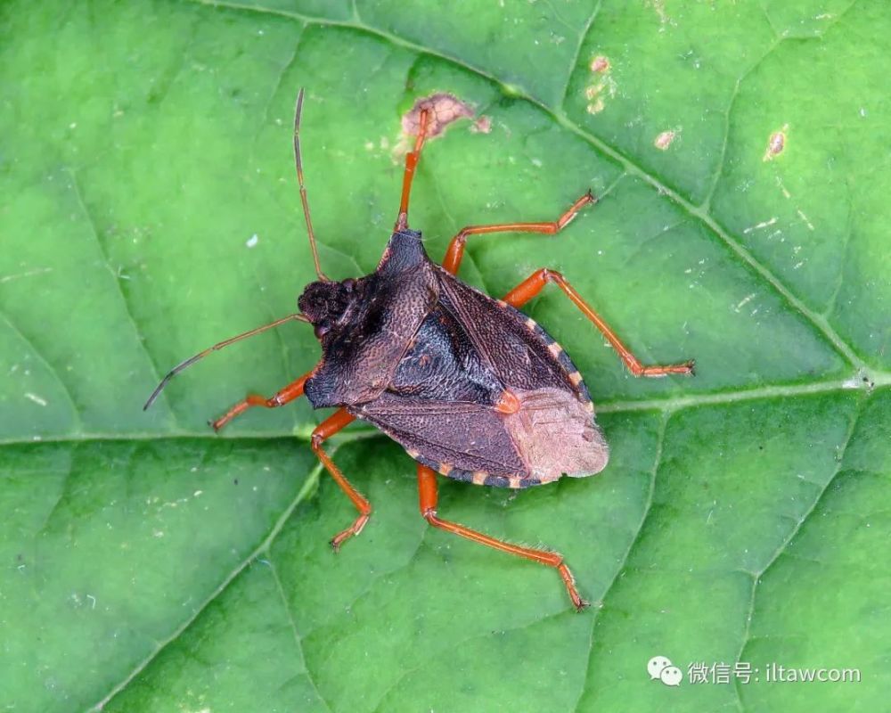 红足真蝽 pentatoma rufipes 界:动物界 animalia 门:节肢动物门