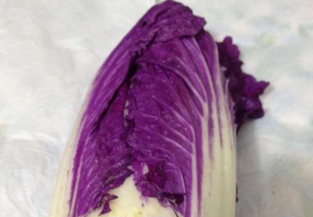 紫色大白菜什么时候种植好?种植方法和大白菜一样吗?
