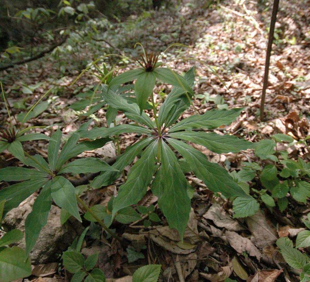 除了风油精以及大蒜之外,自然界中也有一些植物能够达到天然驱蛇的