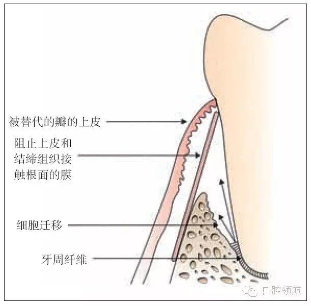 牙齿|牙槽骨|牙龈|牙周膜