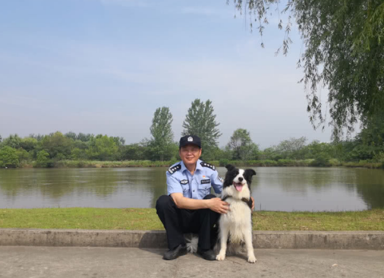 此前,就有一条名为"莎莎"的边牧犬,在其一岁的时候加入了南京警犬队伍