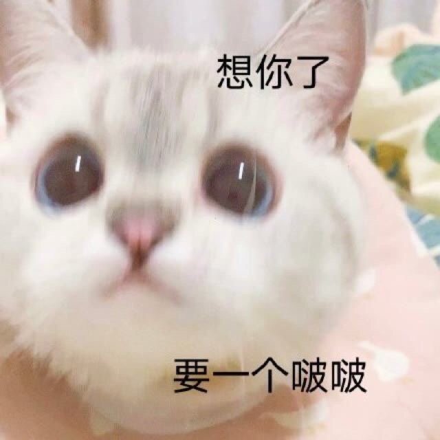 萌宠表情包:想你了,要一个啵啵!