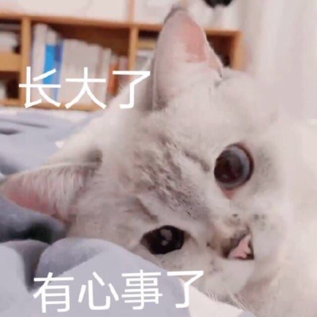萌宠表情包:想你了,要一个啵啵!