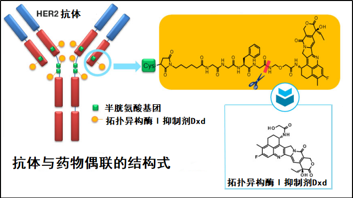 首创利用非天然氨基酸插入蛋白质,通过肟键偶联毒素 as269,实