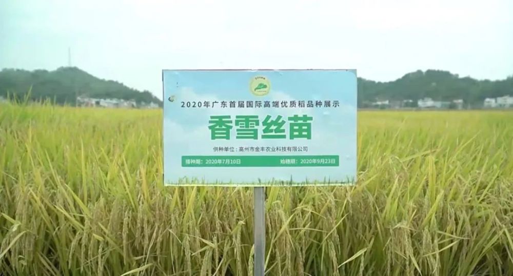 现在的稻米品种很多:莉香优2056,19香,香雪丝苗,每种丝苗米都有各自的