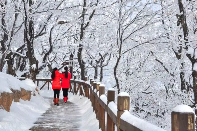 2020老君山冰雪雾淞节盛装开启！不封山，只疯玩