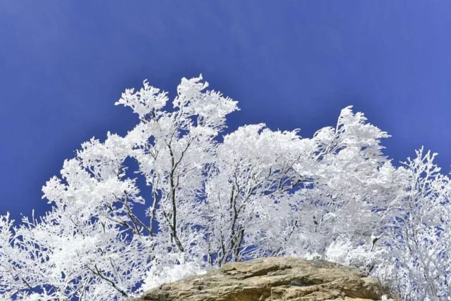 2020老君山冰雪雾淞节盛装开启！不封山，只疯玩