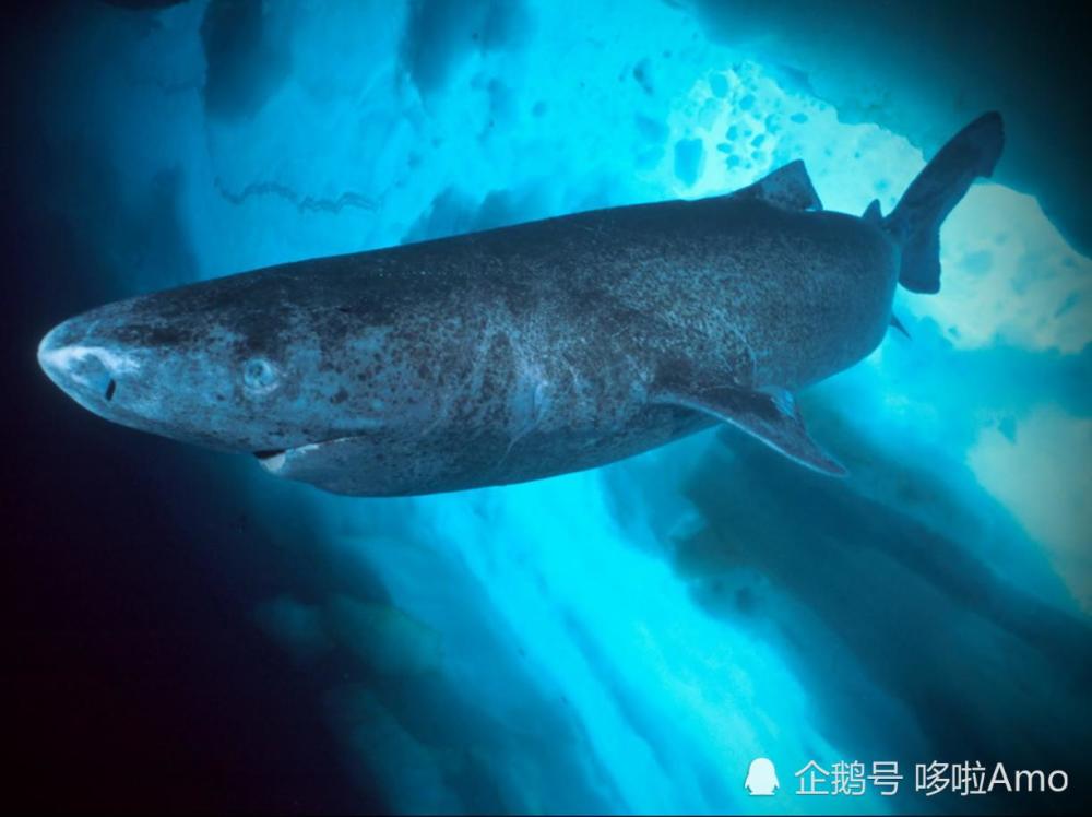 百年单身,有毒,高冷,我是格陵兰睡鲨