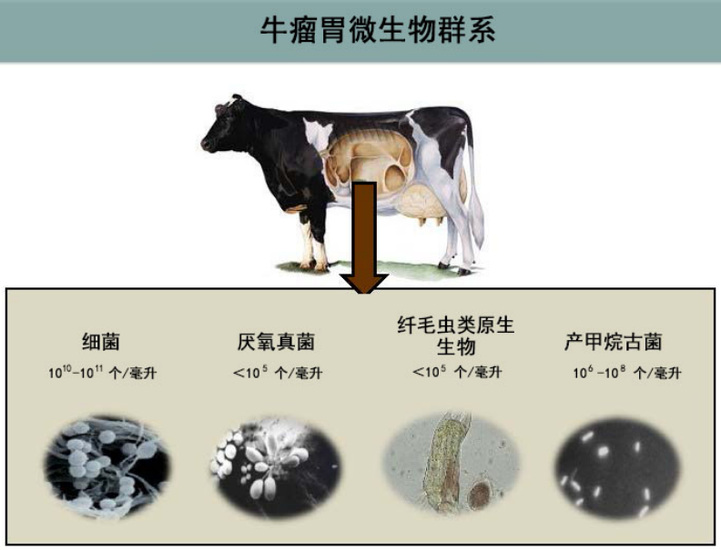 中微生物组成的比较,发现 狸藻内的微生物组成实际上更像是牛的瘤胃