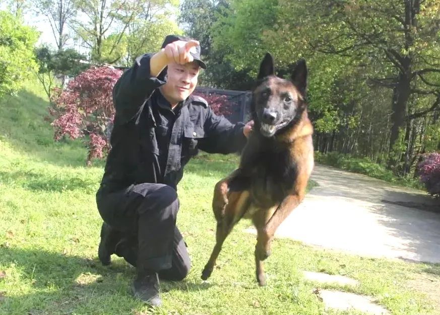 马犬为什么能取代德国牧羊犬,成为警犬中的主流?