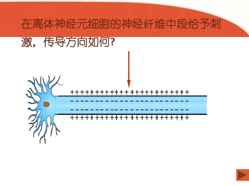 高中生物《神经冲动的产生和传导》微课精讲 知识点 课件教案习题